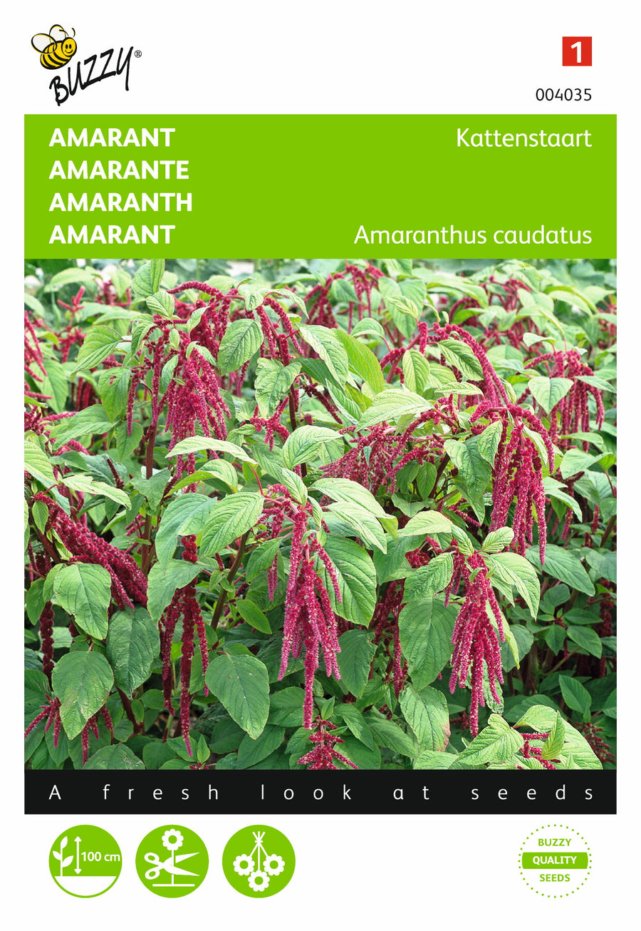 Amaranthus, Kattenstaart rood