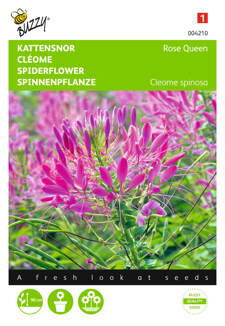 Cleome, Kattensnor Rose Queen