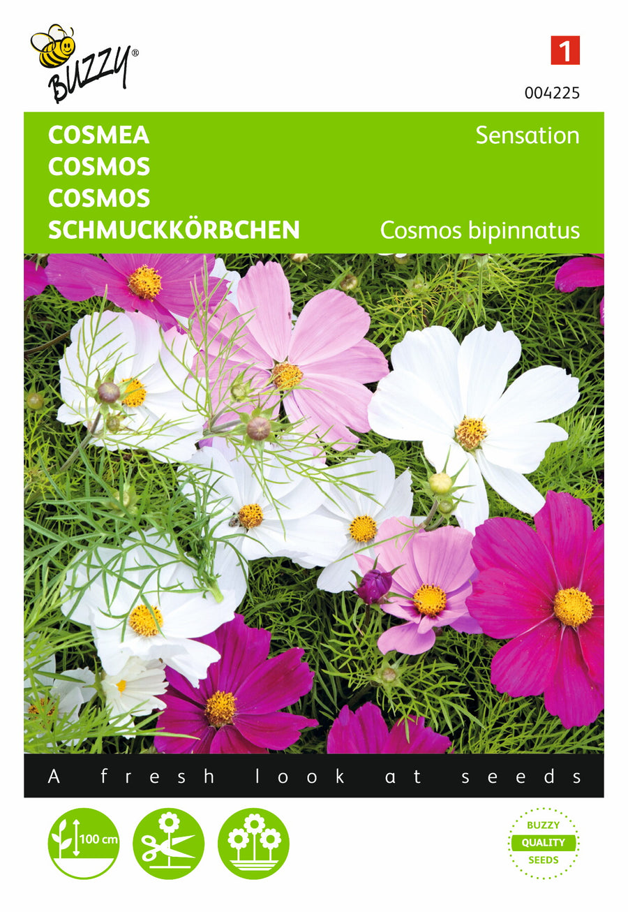 Cosmos, Cosmea Sensation gemengd