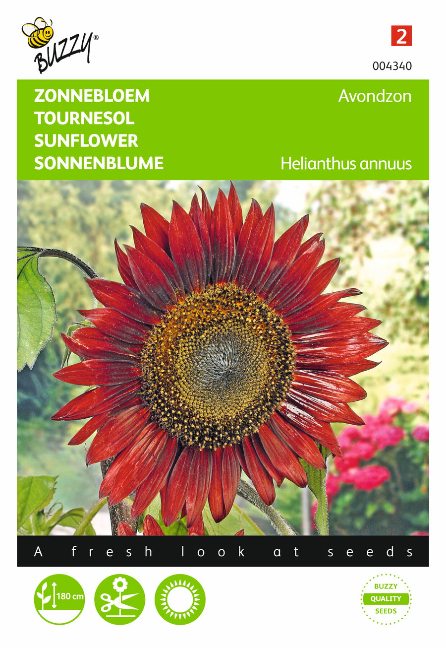 Helianthus, Zonnebloem Avondzon