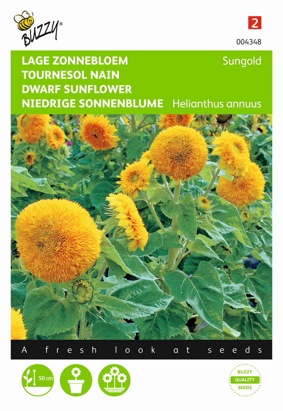 Helianthus, Zonnebloem Sungold dubbelbloemig laag