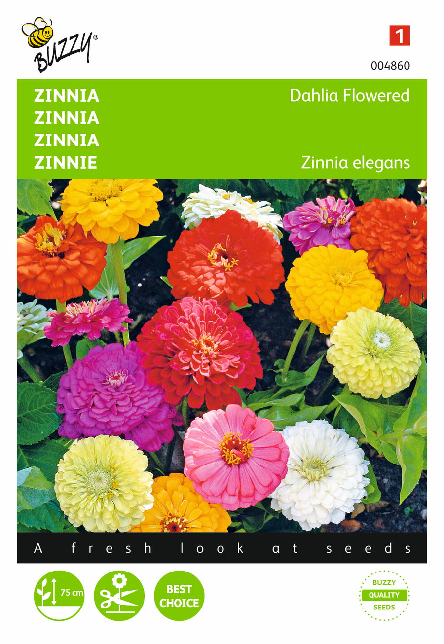 Zinnia Dahliabloemig gemengd