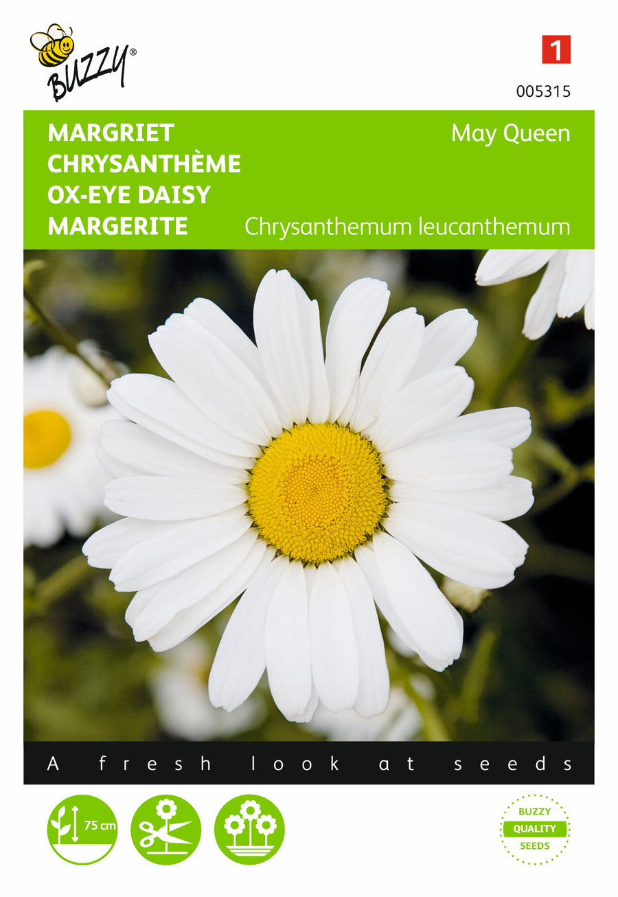 Chrysanthemum, Margriet May Queen