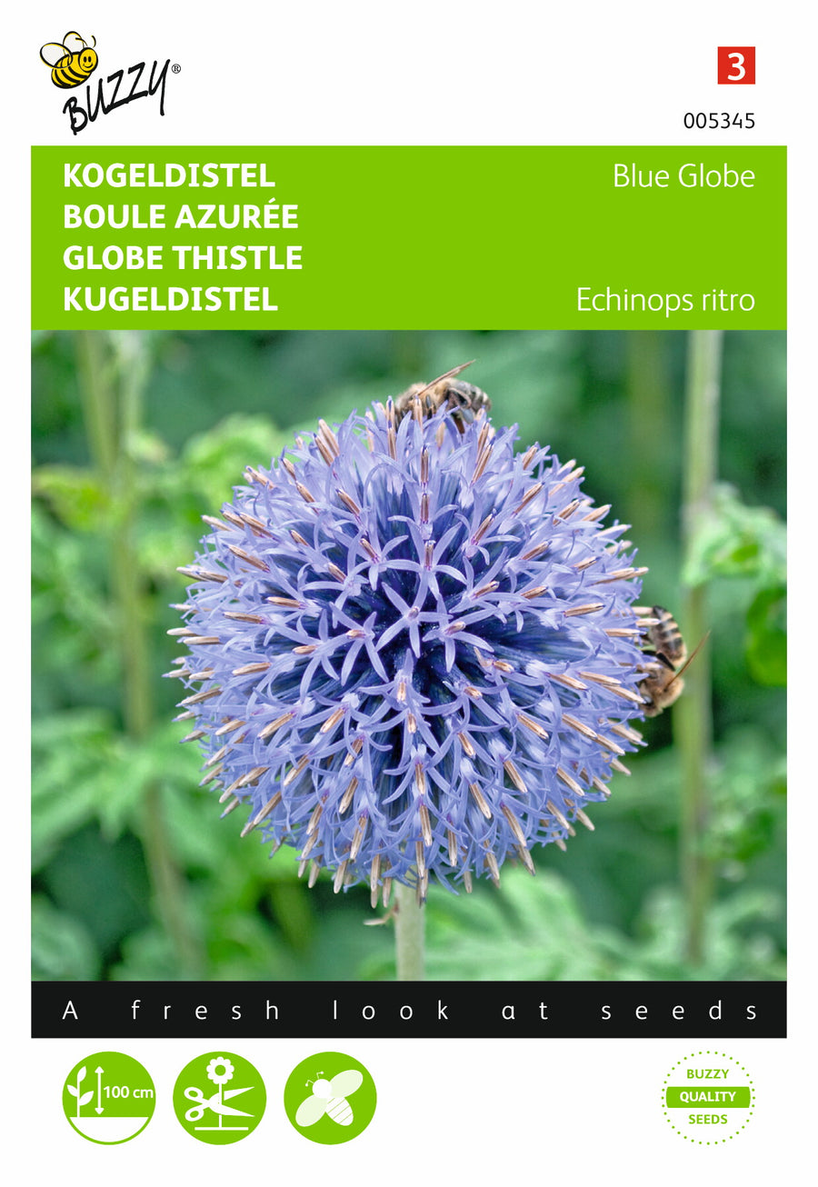 Echinops, Kogeldistel Blue Globe