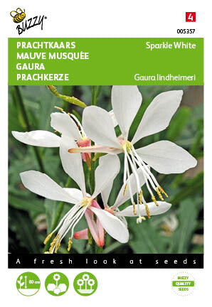 Gaura lindheimeri, Prachtkaars Sparkle White