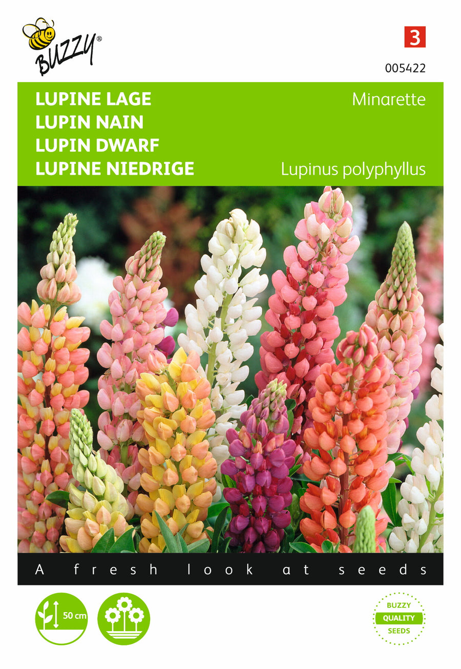 Lupinus, lage Lupine Minarette