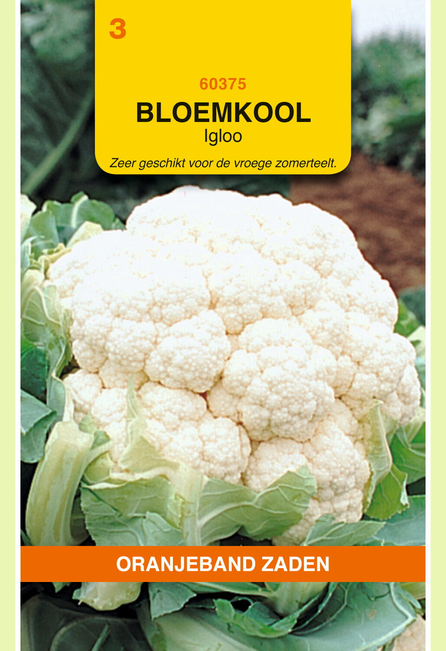 Bloemkool Igloo