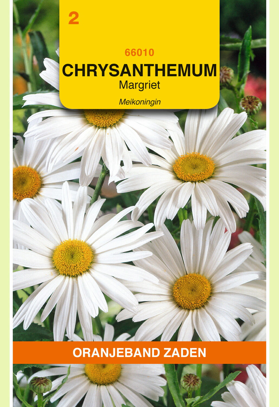 Chrysanthemum, Margriet Meikoningin