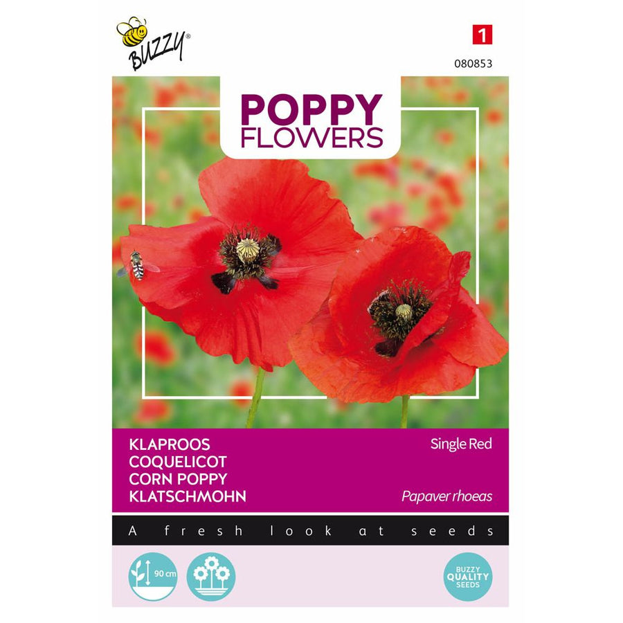 Poppy Flowers, Klaproos Rhoeas Rood